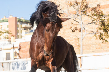 Portrait of a young chestnut Lusitano horse with its mane blowing