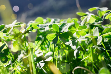 Defocused green shamrock nature background. Fresh juicy green leafs of oxalis, shamrock, trefoil. St. Patrick's day holiday symbol. Close up.