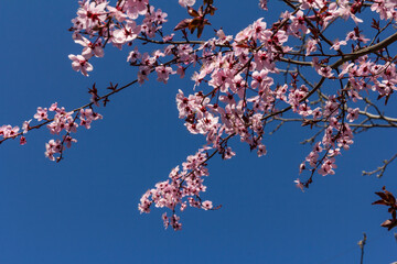 Spring Pink Cherry Blossoms with Blue Sky Background