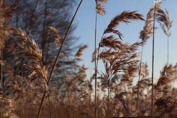 Lake reeds in winter