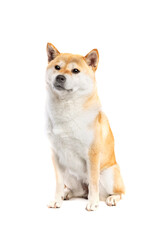 Shiba Inu Japanese breed dog - 407254920
