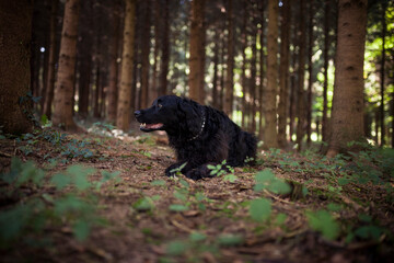 Flat coated retriever in the forest. Happy Dog on a Walk in the nature