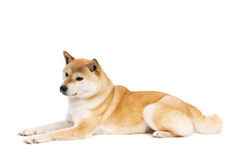 Shiba Inu Japanese breed dog