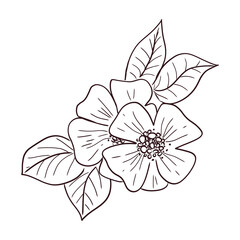 Cosmos flower, cosmea hand-drawn sketch, wild flower astra. Vector isolated botanicalillustration.