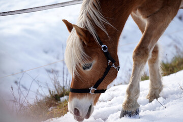 Horses in winter in the paddock when the snow cover is closed foraging in Bavaria