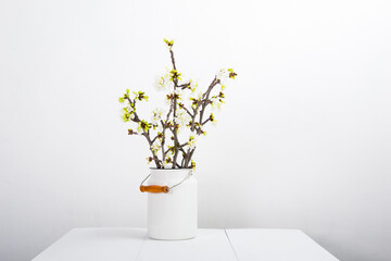 blossoming cherry flower branch at milk canister, white wood table