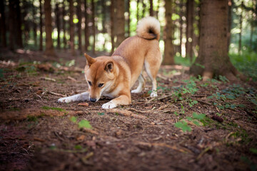 Shiba inu play in the forest with a stick. Playful and funny Dog.