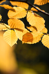 Fototapeta na wymiar Close up branch beech tree with golden autumn leaves and sunlight. Forest scenic fall natural seasonal botany background. 