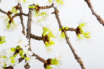 blossoming cherry flower branch at milk canister, white wood table