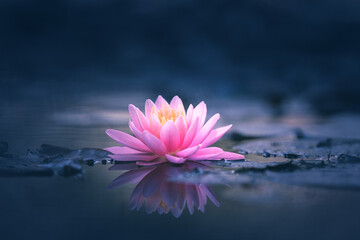 Pink Lotus Flower Or Water Lily Floating On The Water
 - obrazy, fototapety, plakaty