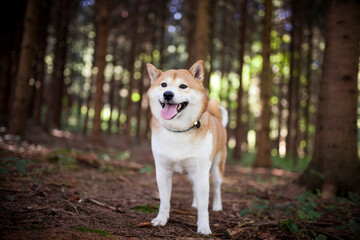 Shiba Inu steht in einem Wald und lächelt in die Kamera.