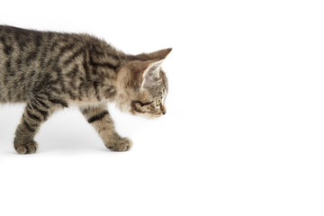 Small tabby (European Shorthair) kitten isolated on white background.