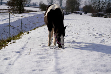 Fototapeta na wymiar Horses in winter in the paddock when the snow cover is closed foraging in Bavaria