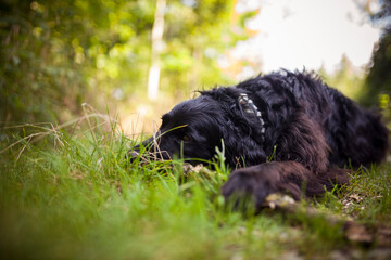 Flat coated Retriever Dog in the nature. Dog with flowers and grass. Dog on a Walk. Pretty Dog