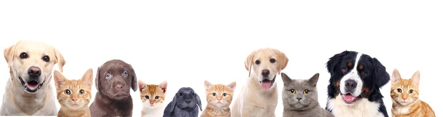 Group of dogs, cats and a rabbit