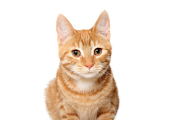 Fototapeta na wymiar Beautiful orange cat in front of a white background