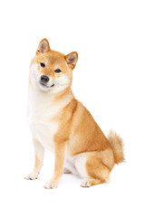 Shiba Inu Japanese breed dog - 407256536