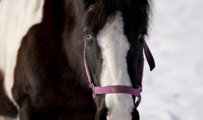 Horses in winter in the paddock when the snow cover is closed foraging in Bavaria