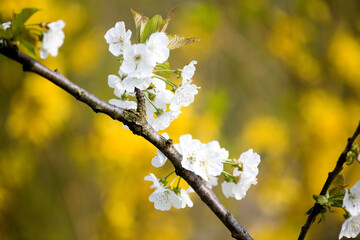 Blooming branch of cherry tree on very blurred background of yellow flowers