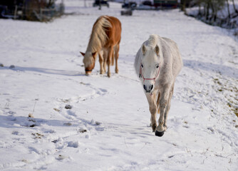 Horses in winter in the paddock when the snow cover is closed foraging in Bavaria