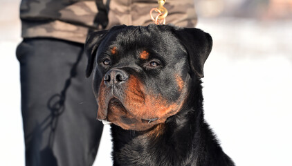 a head of strong rottwier dog