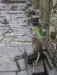 Monkeys at Angkor Wat Temple (Cambodia) on a rainy day