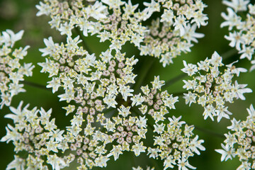 Small white flowers in a uk forest. White wildflowers in spring and summer.