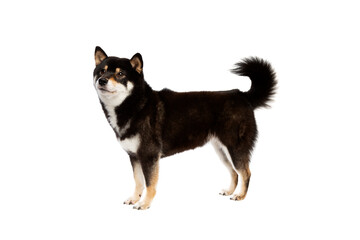 black and tan Shiba Inu Japanese breed dog