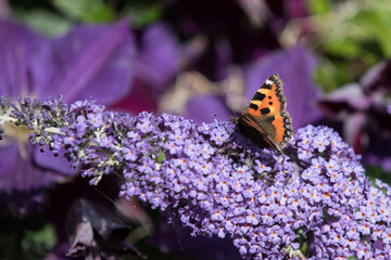 buddleja davidii flowers in a UK garden. Tortoiseshell Butterfly collecting nectar in spring and summer