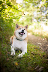 Shiba Inu steht im Wald und lächelt in die Kamera