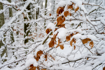 A tree branch with red leaves covered with white snow. Picture from Scania, southern Sweden