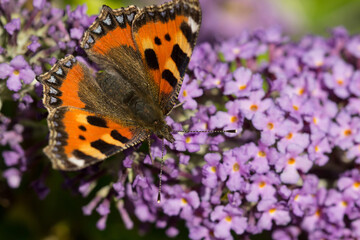 buddleja davidii flowers in a UK garden. Tortoiseshell Butterfly collecting nectar in spring and summer