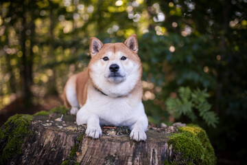 Shiba Inu steht im Wald und lächelt in die Kamera