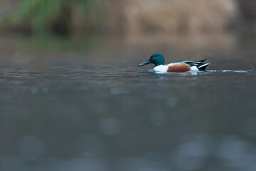A male northern shoveler (Spatula clypeata) swimming in a canal in Germany