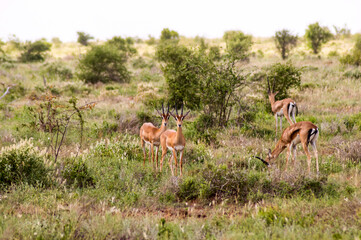 Naklejka na ściany i meble A herd of Impala antelopes seen in the savannah