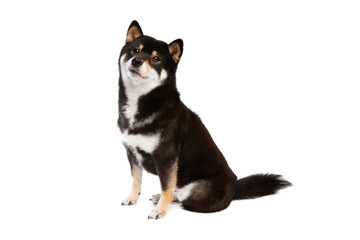 black and tan Shiba Inu Japanese breed dog - 407257584