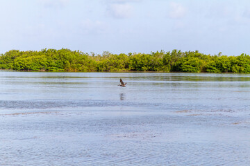 albatross flies home