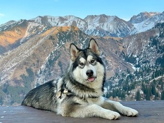 Siberian Husky (Alaskan Malamute) lies on a wooden platform in the mountains. Close-up photo

