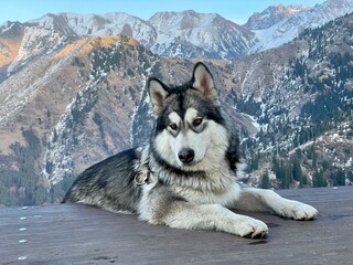 Siberian Husky (Alaskan Malamute) lies on a wooden platform in the mountains. Close-up photo
