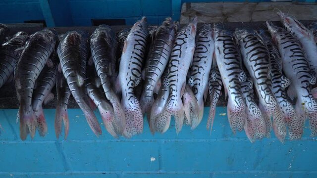Close up of row of fresh Pintado fish, Pseudoplatystoma corruscans, on blue market counter inside fishmonger in the Amazon. Concept of business, work, fishmonger, profession, healthy food, trade. 4K