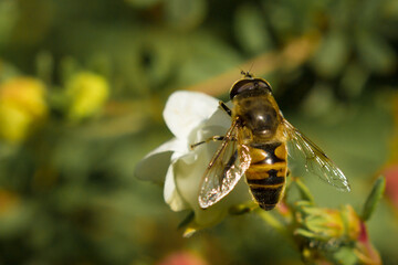 UK honey bee collecting nectar from flowers in spring and summer. British wildlife
