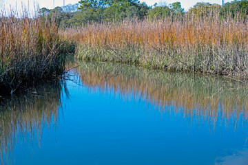 Smooth cordgrass in a tidal salt marsh in the low country of South Carolina.