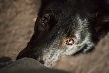 portrait of a black dog