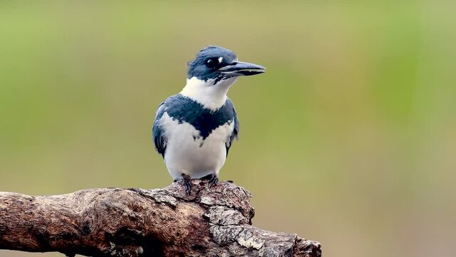 Belted Kingfisher Video Clip in 4k