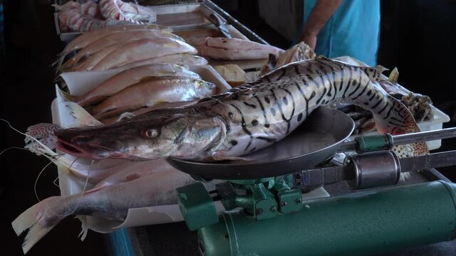 Close up of fresh Pintado fish, Pseudoplatystoma corruscans, on an old manual weight scale on a market in the Amazon. Concept of business, work, fishmonger, profession, healthy food, trade. 4K