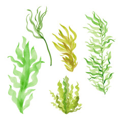 A set of hand-drawn watercolor algae. Seaweed of different types in shades of green. Illustration of underwater plants. Isolated on a white background