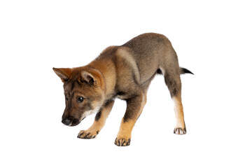 Japanese Shikoku puppy dog