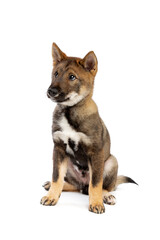 Japanese Shikoku puppy dog