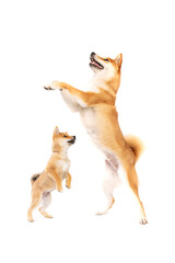 two Shiba Inu Japanese breed dogs
