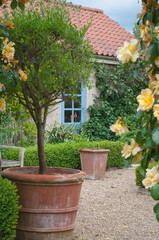 Fototapeta na wymiar Blooming English cottage garden
